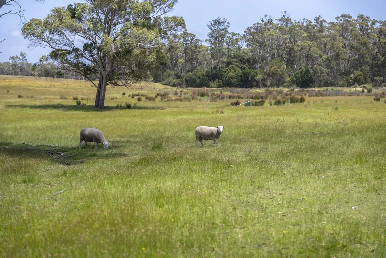 63 Red Road, Pipers River For Sale by Farmbuy.com - image 2