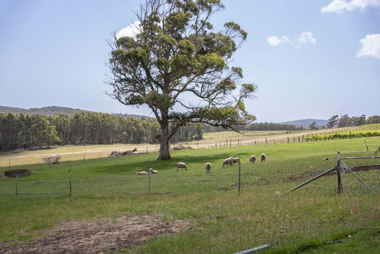 63 Red Road, Pipers River For Sale by Farmbuy.com - image 4