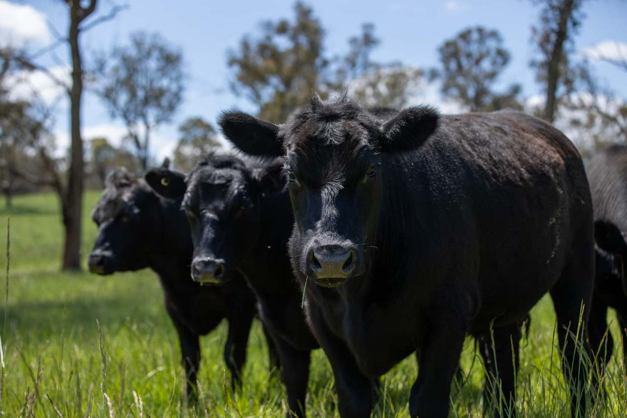 191 Thunderbolts Way, Walcha For Sale by Farmbuy.com - image 11