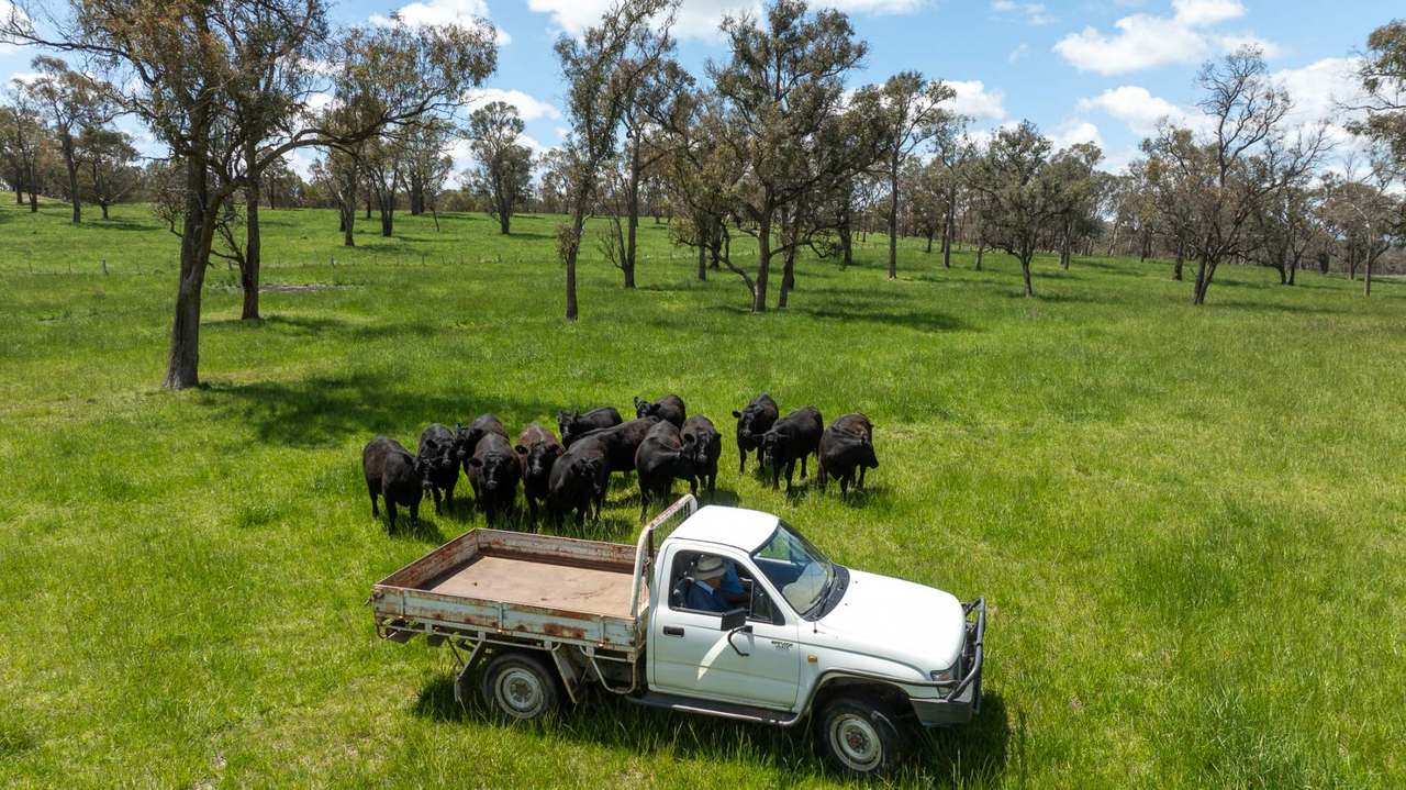 191 Thunderbolts Way, Walcha For Sale by Farmbuy.com - image 12