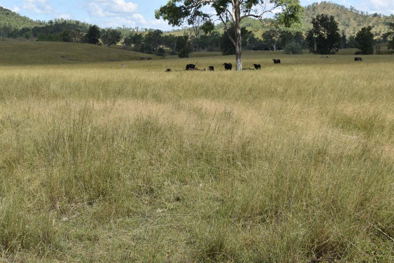 Western Branch Road, Mount Stanley For Sale by Farmbuy.com - image 4