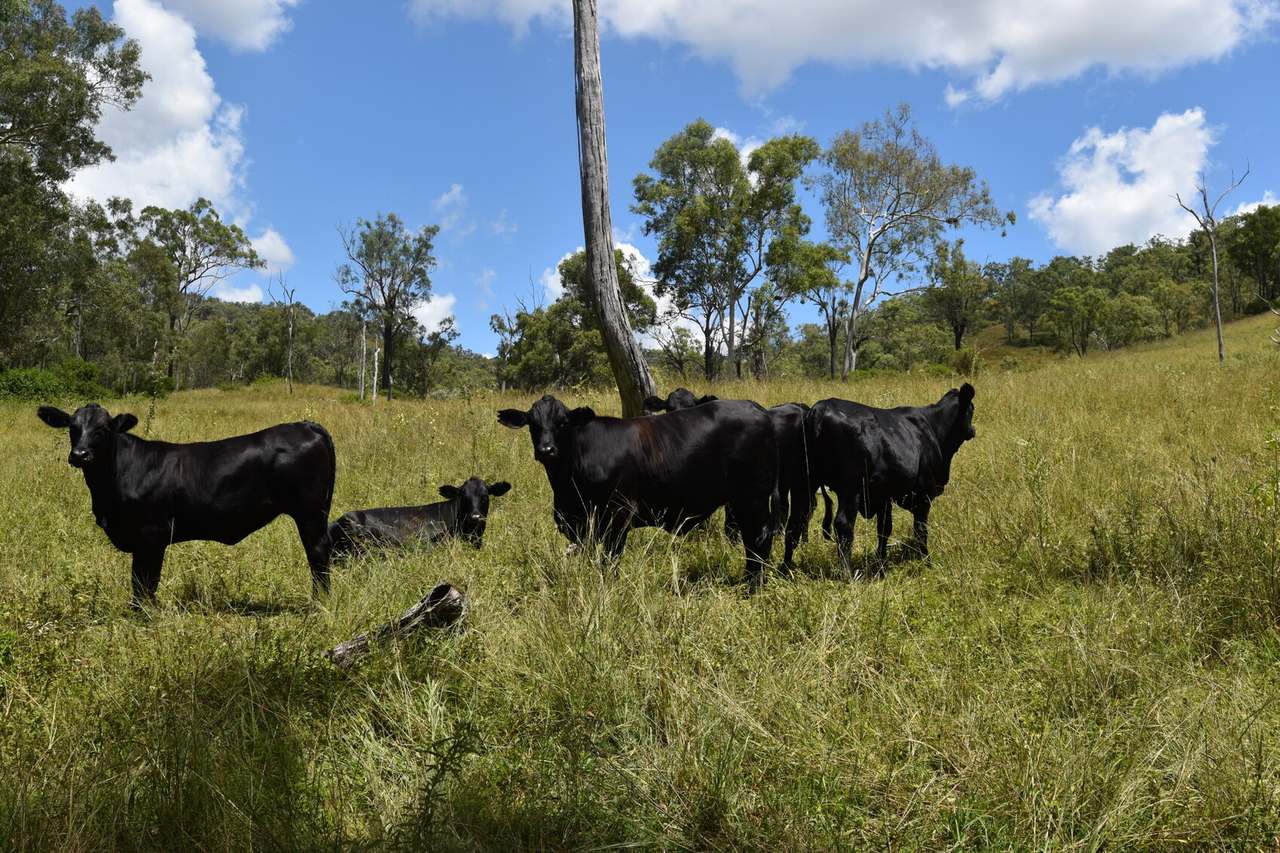 Western Branch Road, Mount Stanley For Sale by Farmbuy.com - image 3