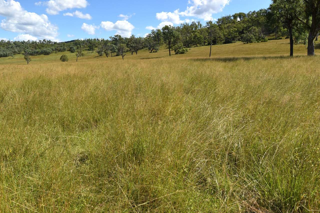 Western Branch Road, Mount Stanley For Sale by Farmbuy.com - image 16