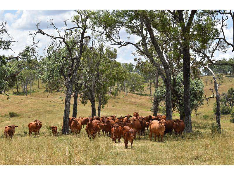 The Bluff Road, Crows Nest For Sale by Farmbuy.com - image 25