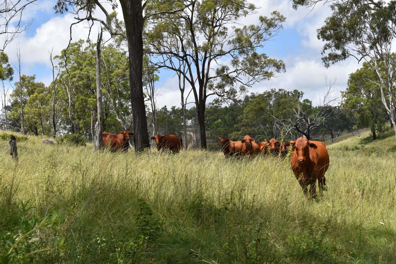 341 Sebastapool Road, Crows Nest For Sale by Farmbuy.com - image 22