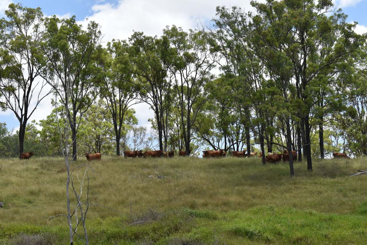 341 Sebastapool Road, Crows Nest For Sale by Farmbuy.com - image 12