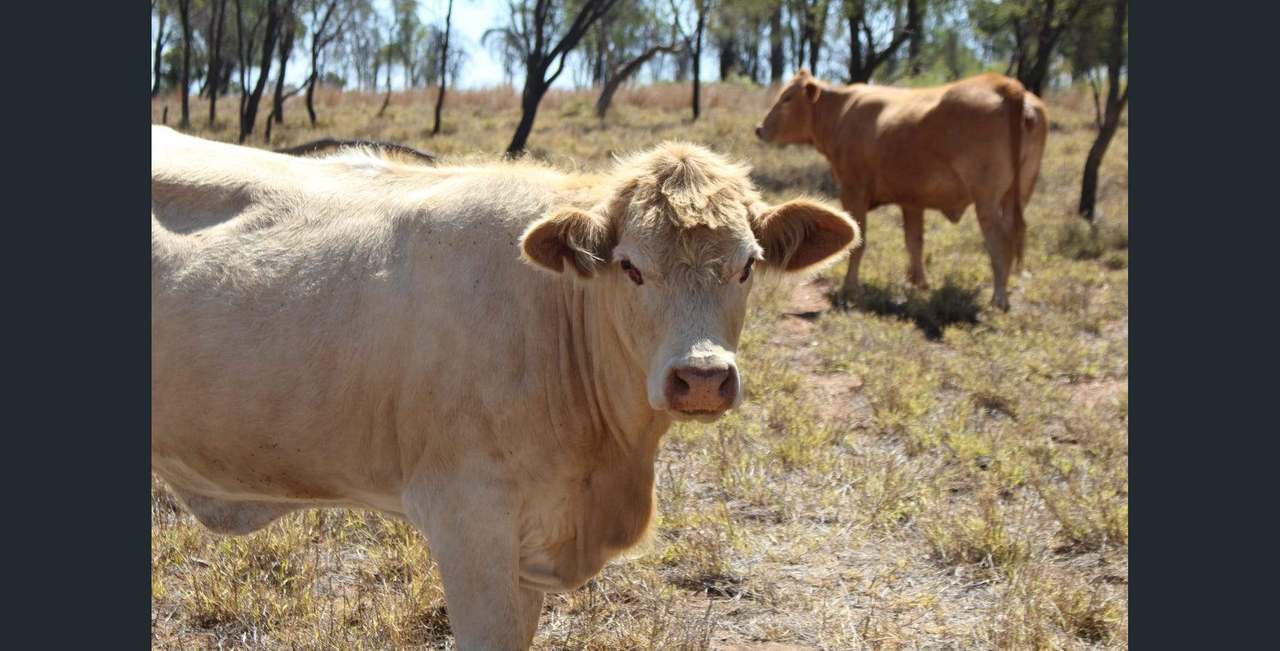 5733 Gregory Highway, Emerald Auction by Farmbuy.com - image 19