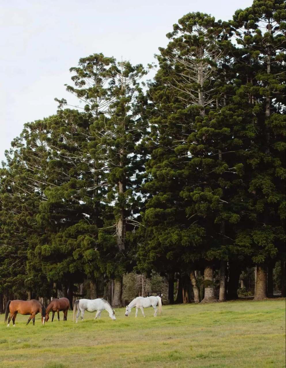 691 Wisemans Ferry Road, Somersby Auction by Farmbuy.com - image 13