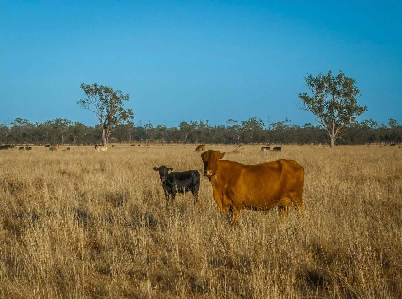 FOR LEASE, Darling Downs, Cooranga For Sale by Farmbuy.com - image 6