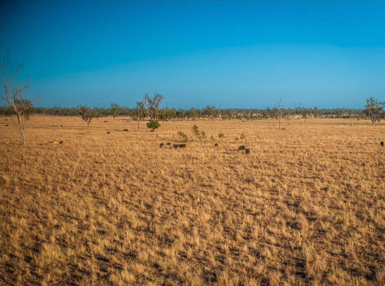 FOR LEASE, Darling Downs, Cooranga For Sale by Farmbuy.com - image 8