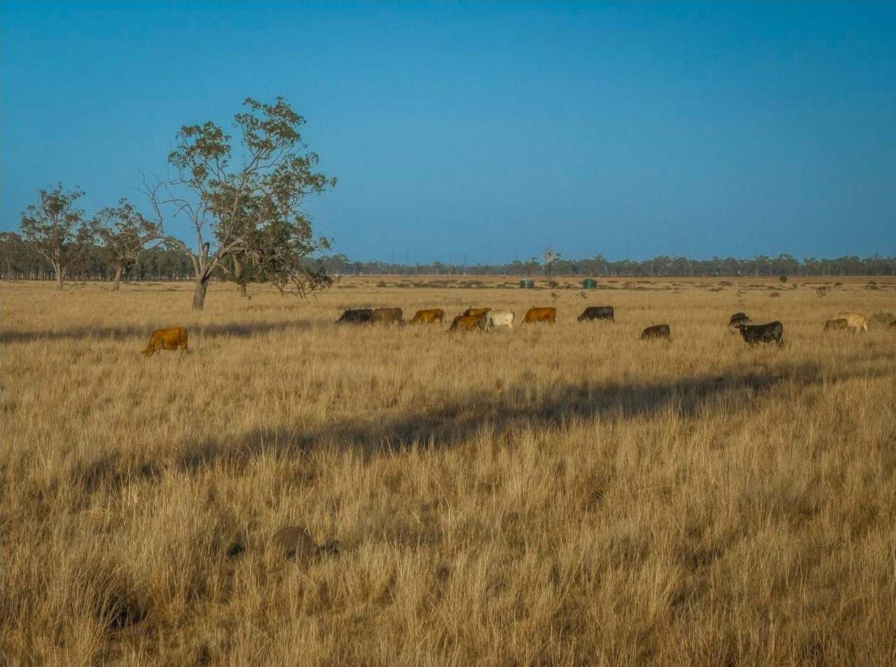 FOR LEASE, Darling Downs, Cooranga For Sale by Farmbuy.com - image 7