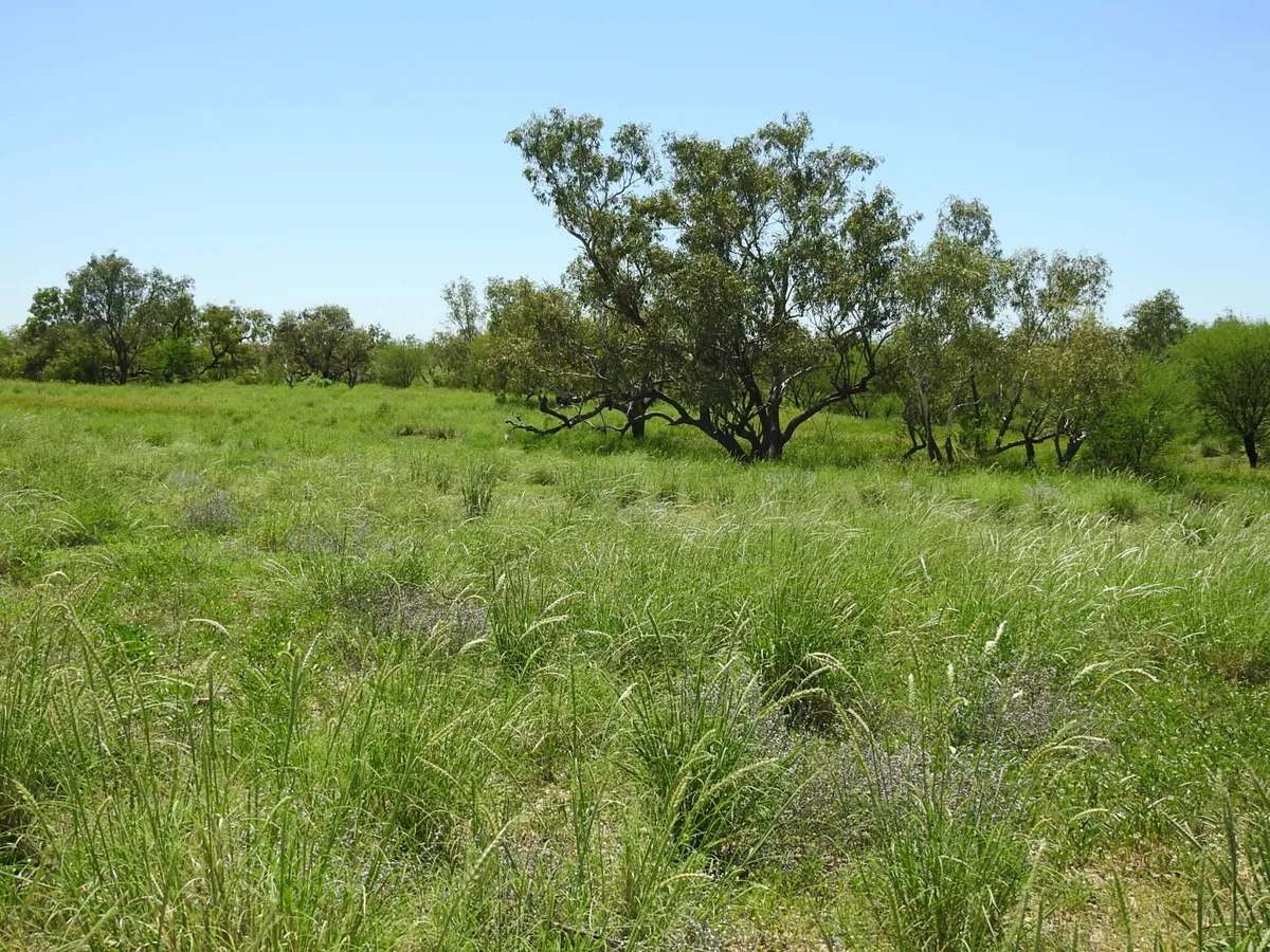 “Randwick” , Winton Sold by Farmbuy.com - image 10