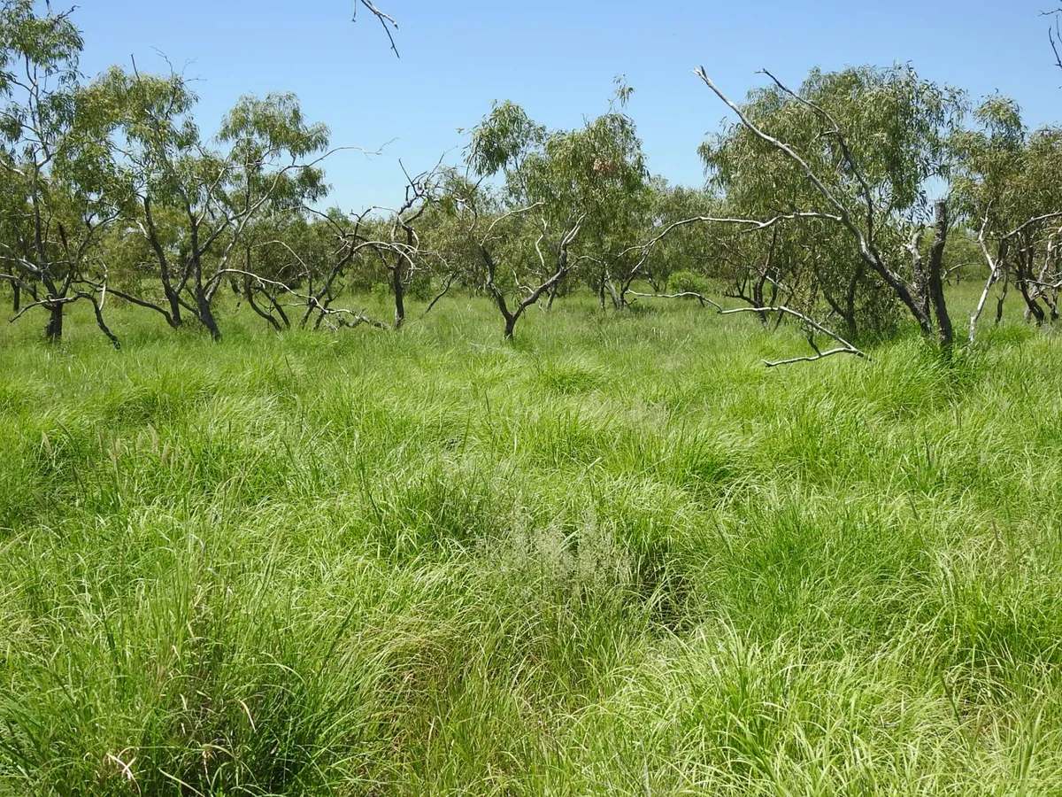 “Randwick” , Winton Sold by Farmbuy.com - image 12