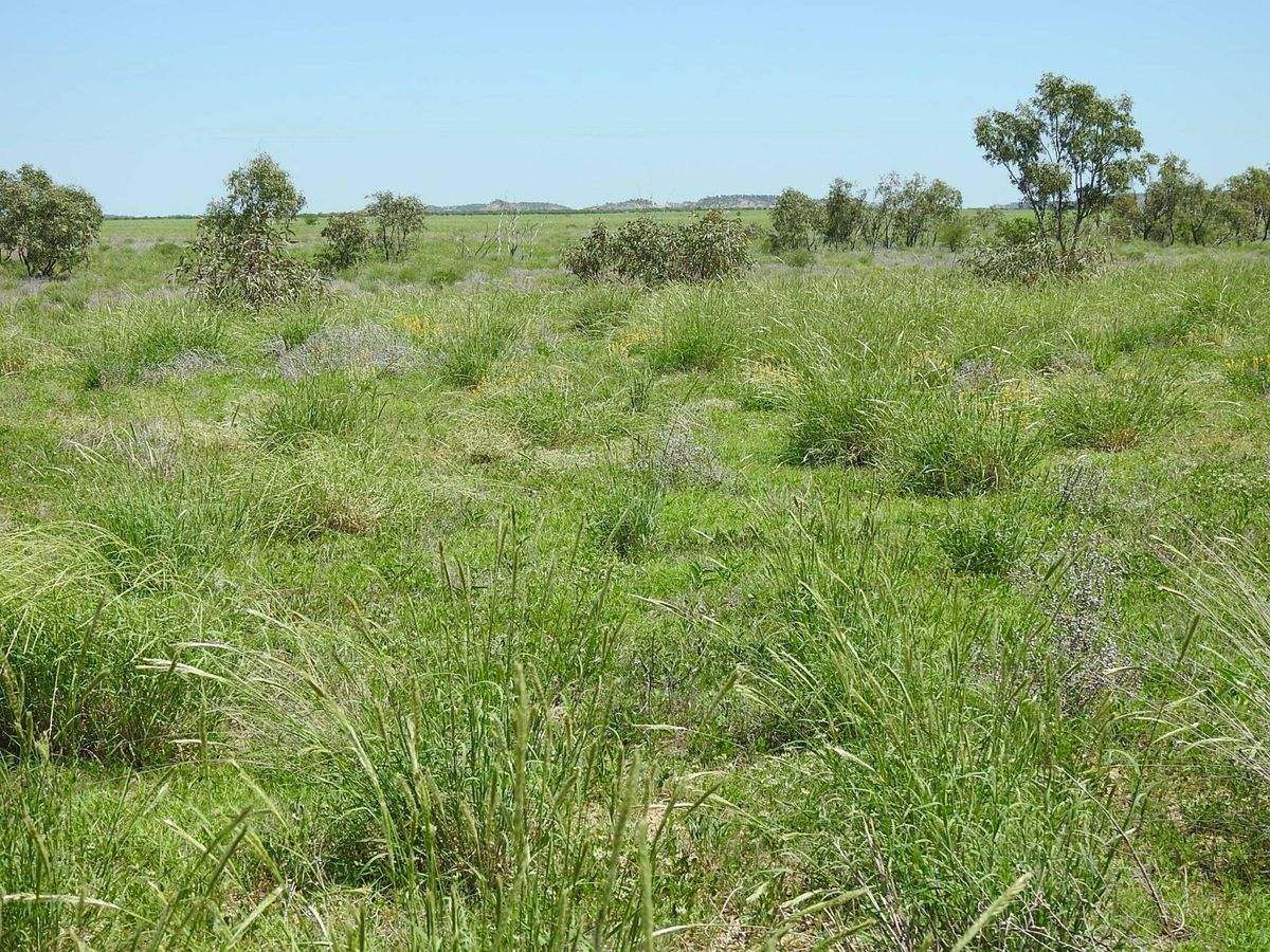 “Randwick” , Winton Sold by Farmbuy.com - image 11