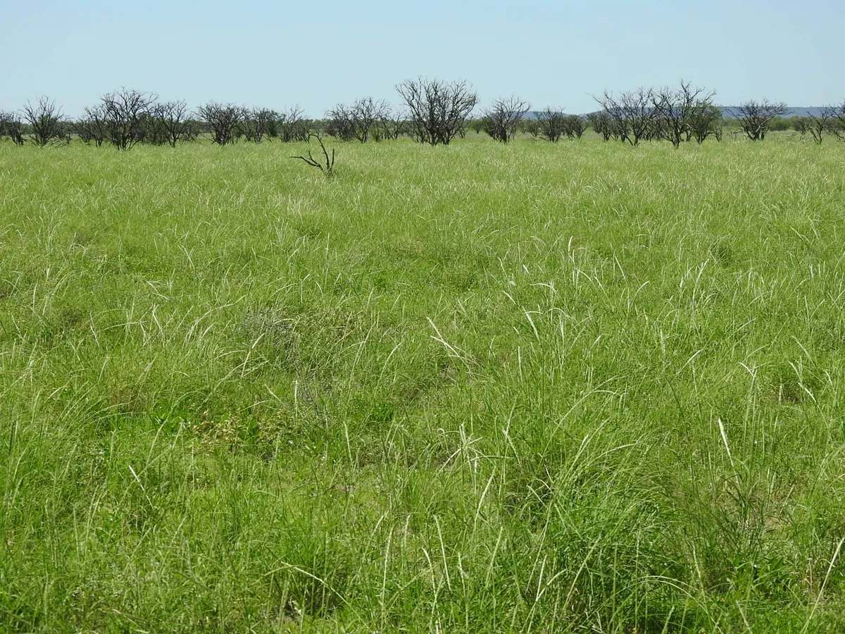 “Randwick” , Winton Sold by Farmbuy.com - image 2