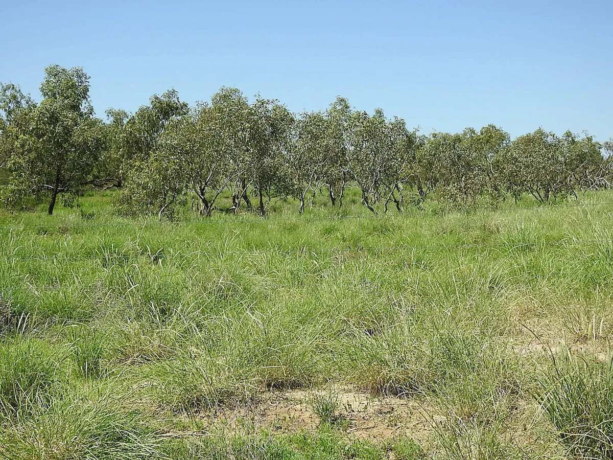 “Randwick” , Winton Sold by Farmbuy.com - image 9