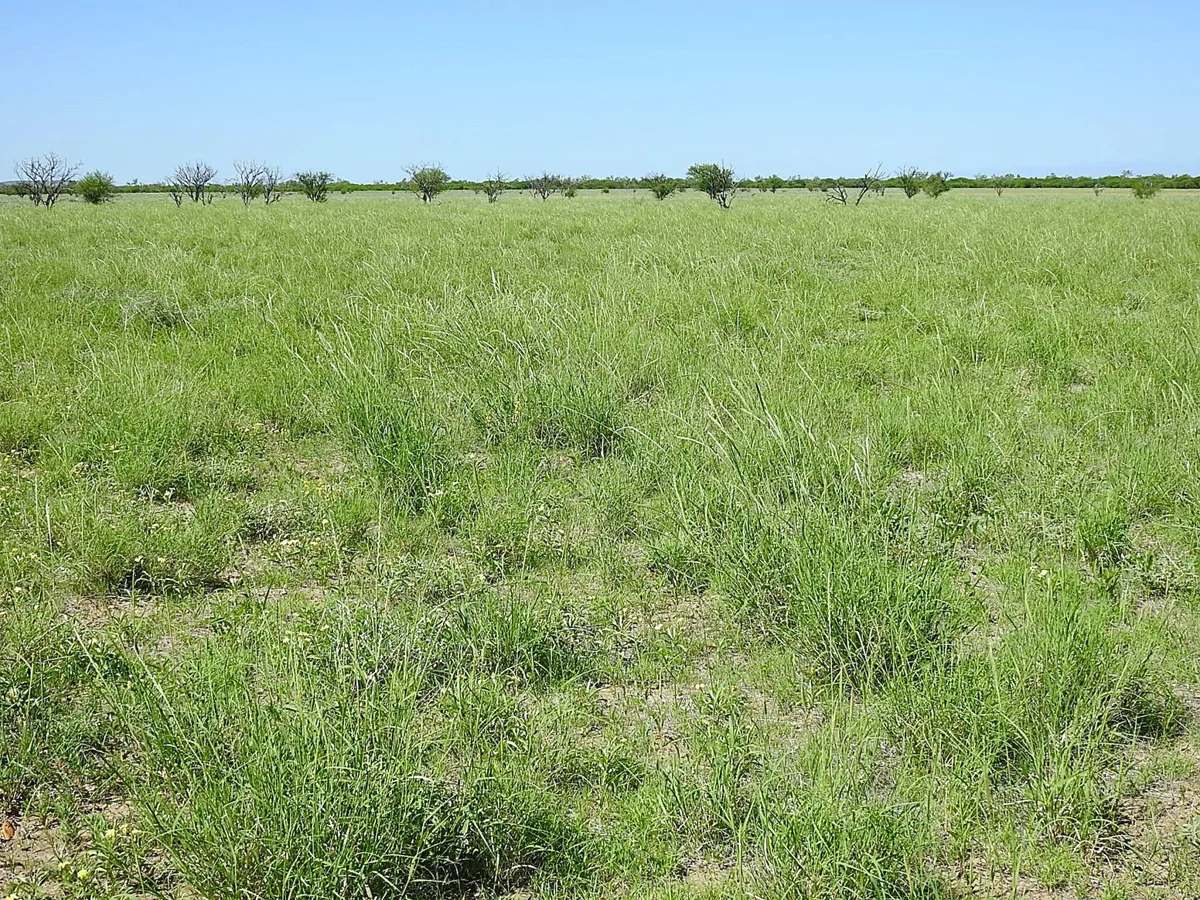 “Randwick” , Winton Sold by Farmbuy.com - image 4