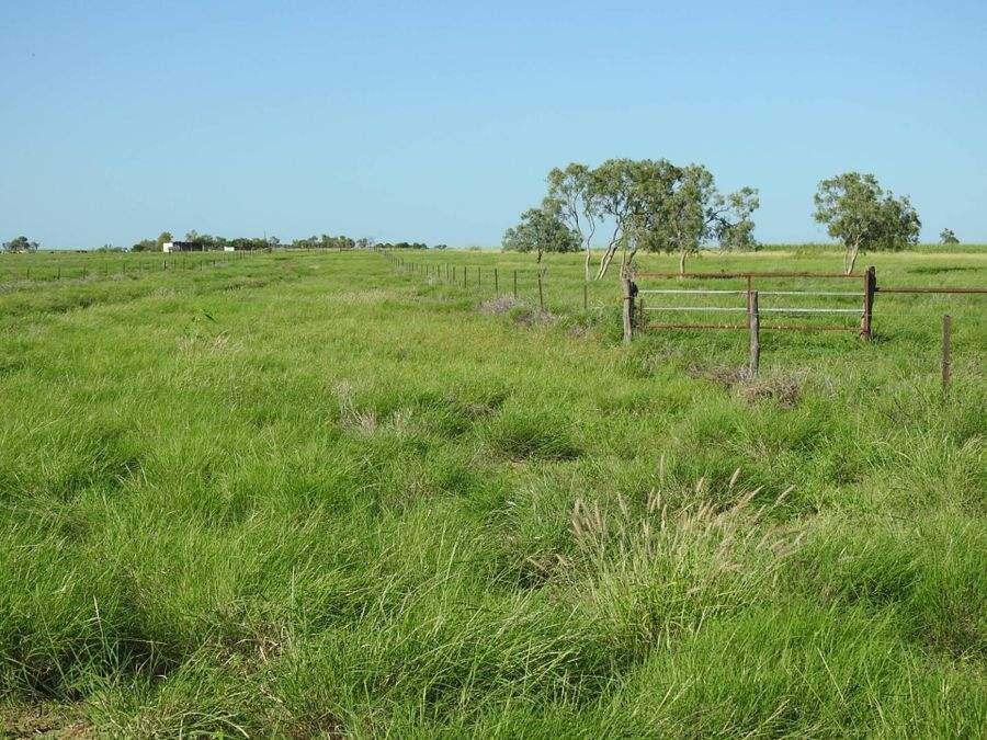 “Lonesome Dove”, Richmond Sold by Farmbuy.com - image 5