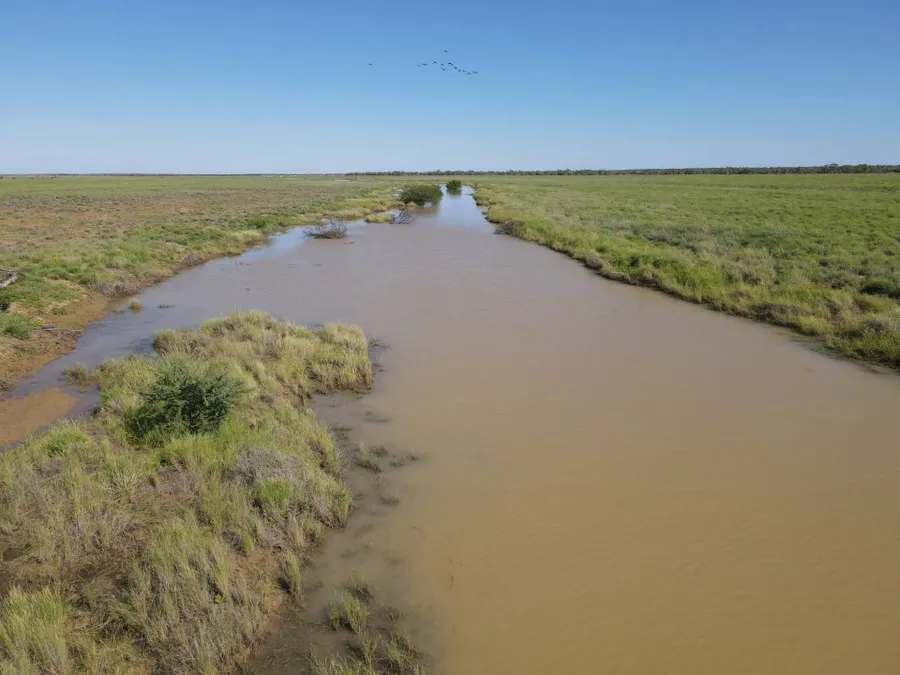 “Lonesome Dove”, Richmond Sold by Farmbuy.com - image 17
