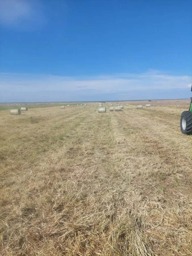 “Lonesome Dove”, Richmond Sold by Farmbuy.com - image 26