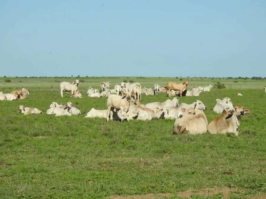 “Lonesome Dove”, Richmond Sold by Farmbuy.com - image 7