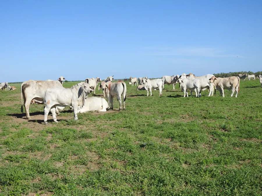 “Lonesome Dove”, Richmond Sold by Farmbuy.com - image 6
