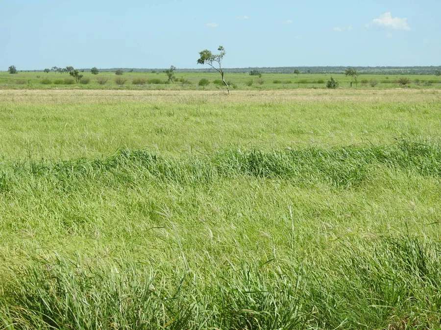 “Lonesome Dove”, Richmond Sold by Farmbuy.com - image 11