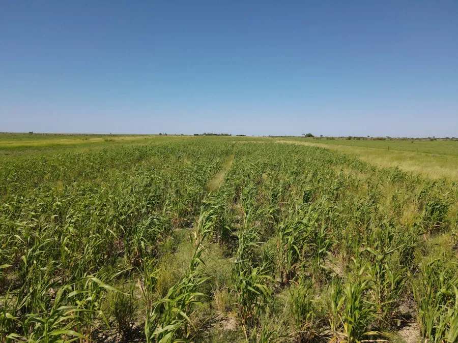 “Lonesome Dove”, Richmond Sold by Farmbuy.com - image 24