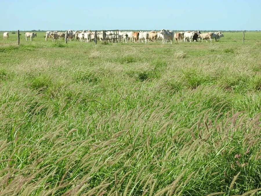 “Lonesome Dove”, Richmond Sold by Farmbuy.com - image 9