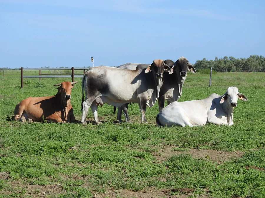 “Lonesome Dove”, Richmond Sold by Farmbuy.com - image 8