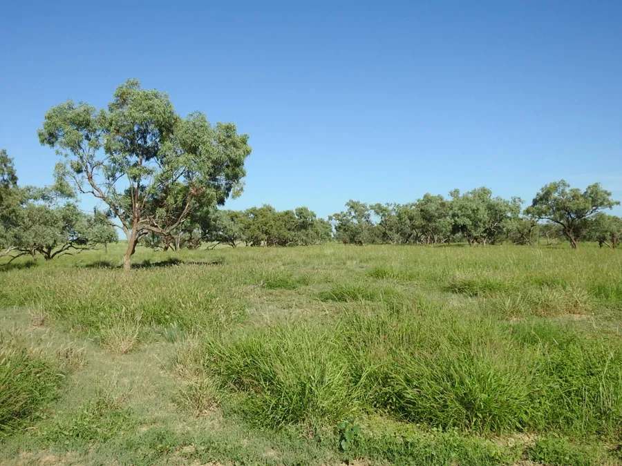 “Lonesome Dove”, Richmond Sold by Farmbuy.com - image 13