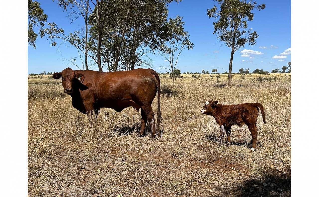 12820 Middle Road, St George Auction by Farmbuy.com - image 14