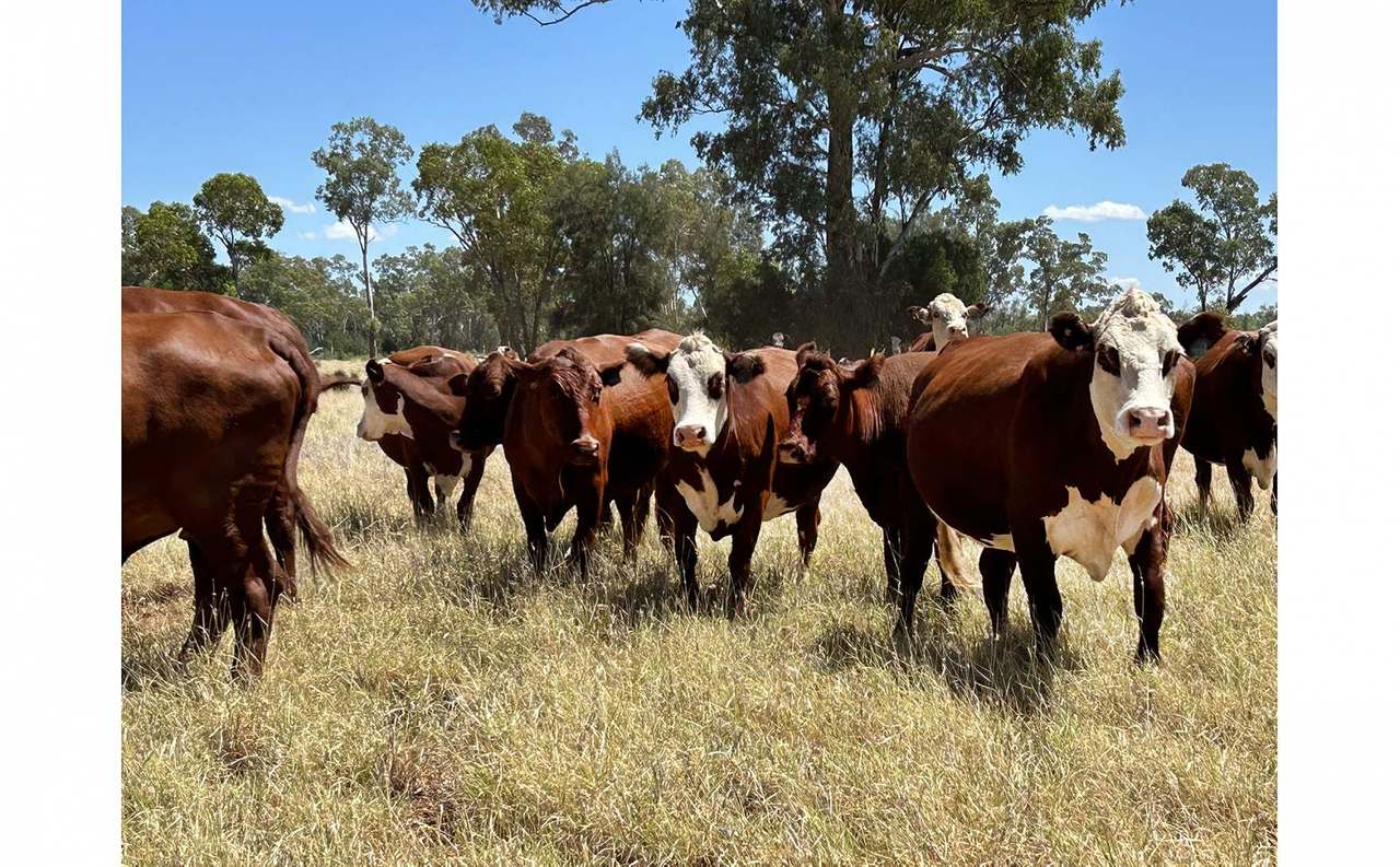 12820 Middle Road, St George Auction by Farmbuy.com - image 13