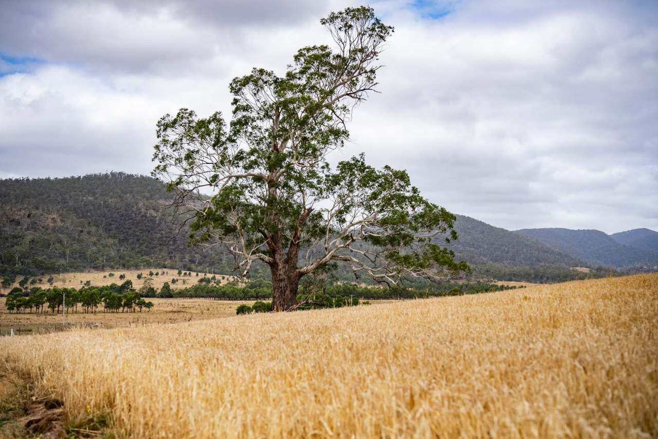196 Court Farm Road, Buckland For Sale by Farmbuy.com - image 6