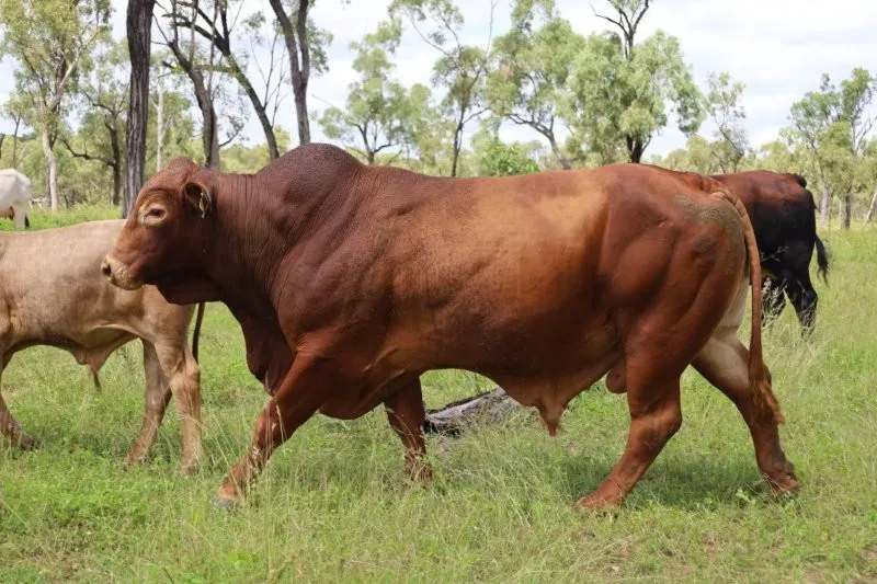 Lynd Highway, Charters Towers For Lease by Farmbuy.com - image 33