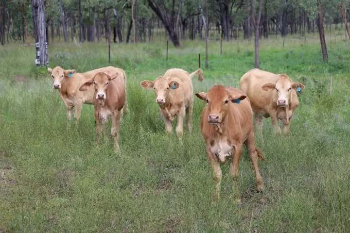 Lynd Highway, Charters Towers For Lease by Farmbuy.com - image 21