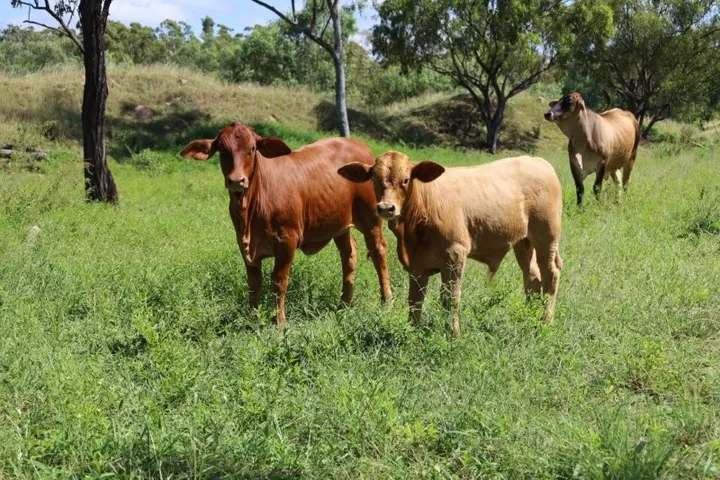 Lynd Highway, Charters Towers For Lease by Farmbuy.com - image 7