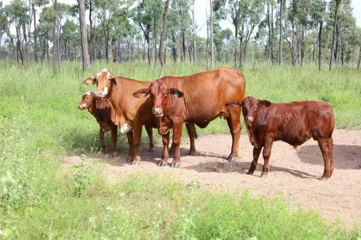 Lynd Highway, Charters Towers For Lease by Farmbuy.com - image 39