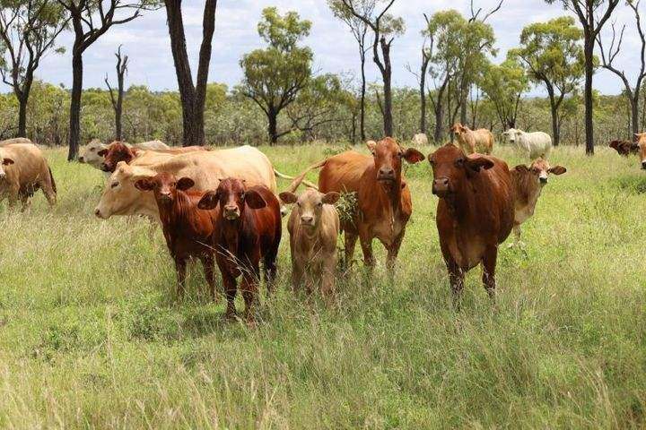 Lynd Highway, Charters Towers For Lease by Farmbuy.com - image 6