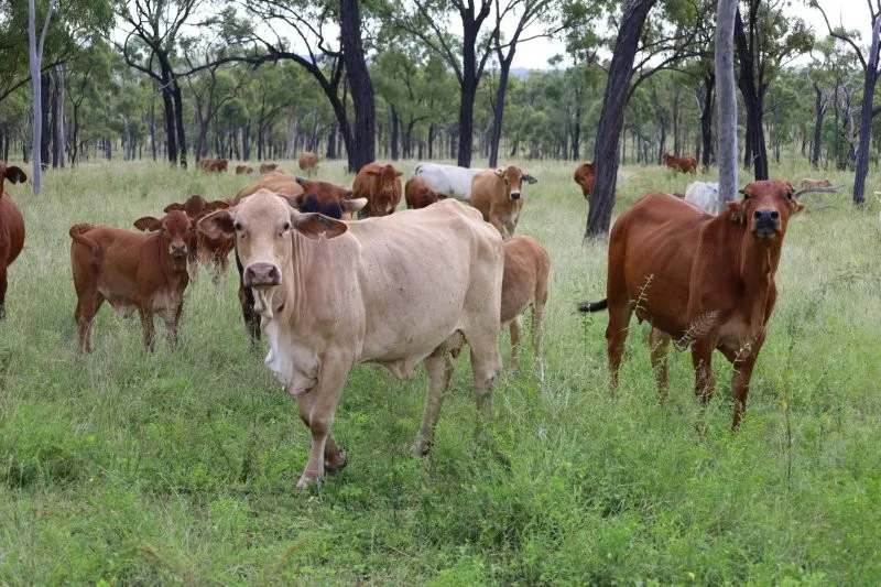 Lynd Highway, Charters Towers For Lease by Farmbuy.com - image 37
