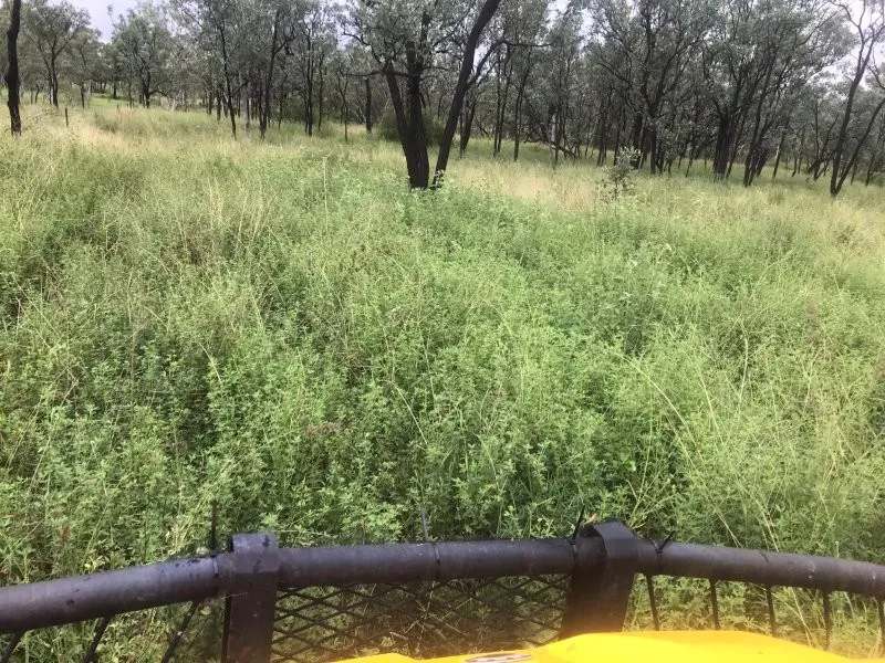 Lynd Highway, Charters Towers For Lease by Farmbuy.com - image 41
