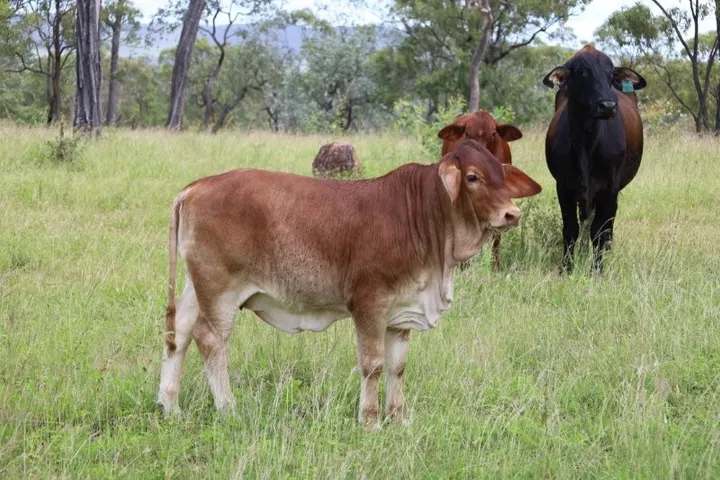 Lynd Highway, Charters Towers For Lease by Farmbuy.com - image 5