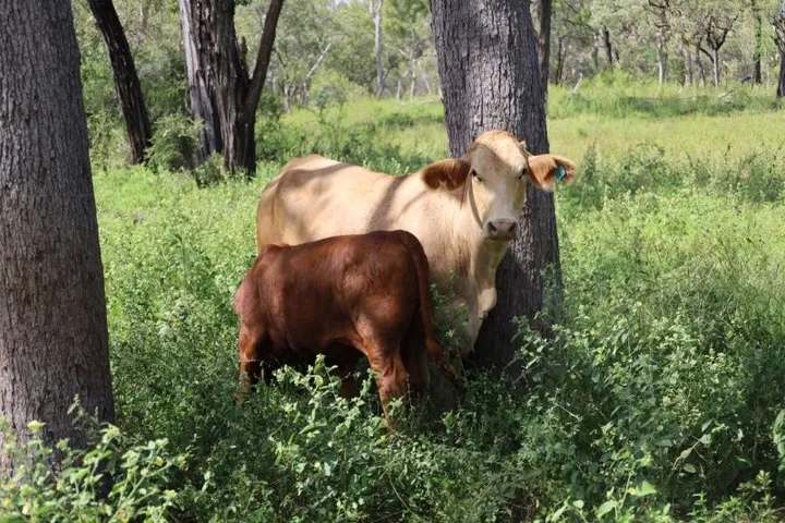 Lynd Highway, Charters Towers For Lease by Farmbuy.com - image 15