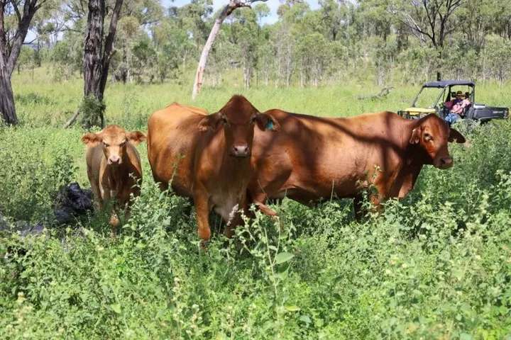 Lynd Highway, Charters Towers For Lease by Farmbuy.com - image 24