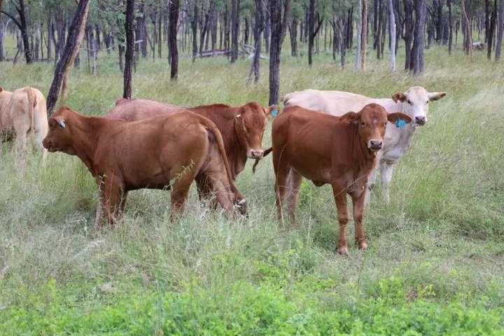 Lynd Highway, Charters Towers For Lease by Farmbuy.com - image 40