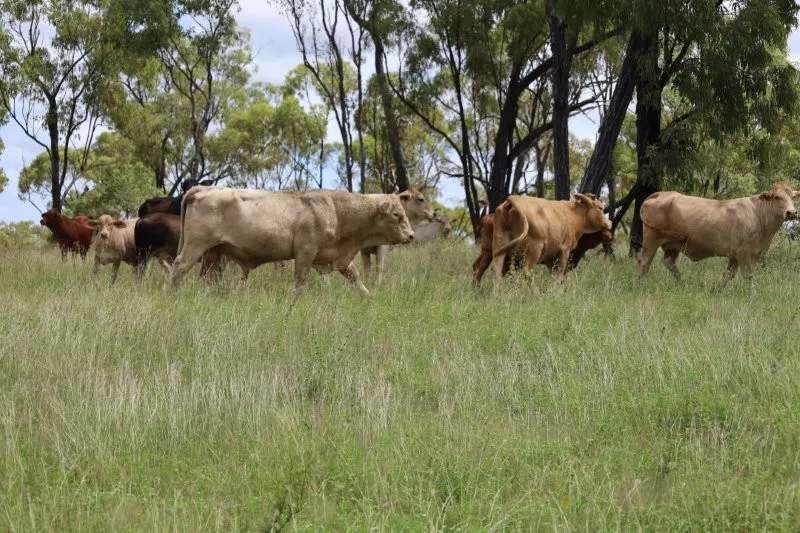 Lynd Highway, Charters Towers For Lease by Farmbuy.com - image 32