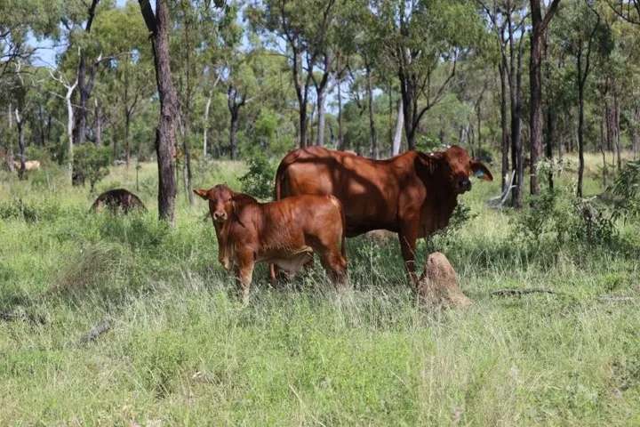 Lynd Highway, Charters Towers For Lease by Farmbuy.com - image 4