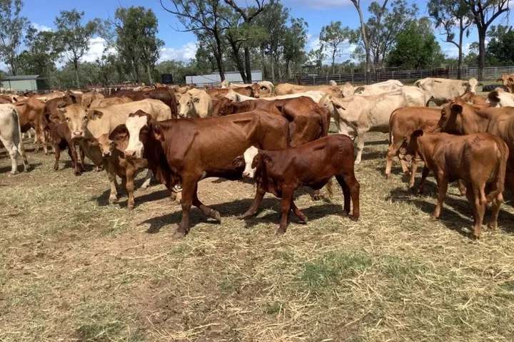 Lynd Highway, Charters Towers For Lease by Farmbuy.com - image 18