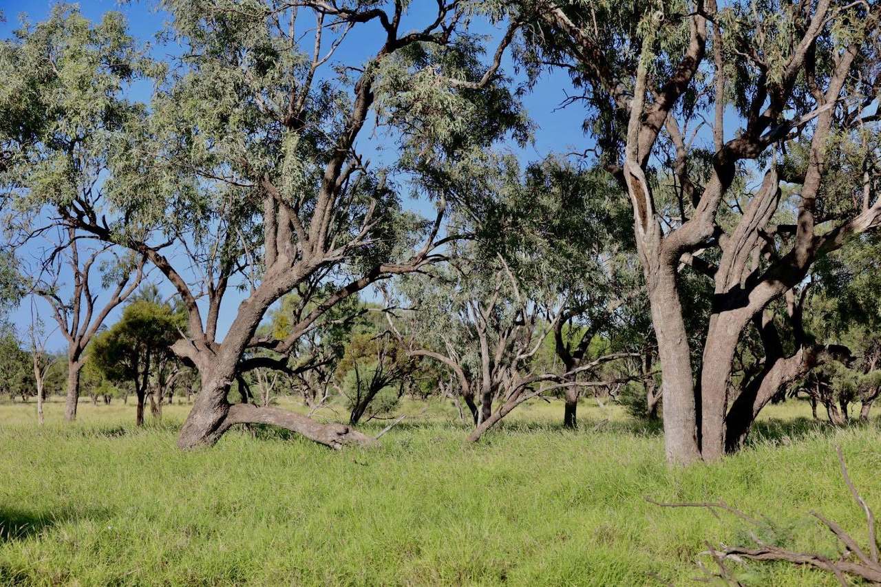 1468 Benlidi Idalia Road, Blackall For Sale by Farmbuy.com - image 28