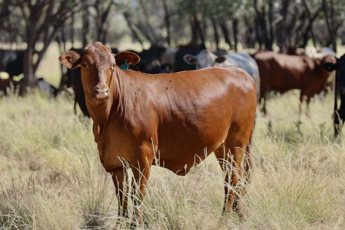 1468 Benlidi Idalia Road, Blackall For Sale by Farmbuy.com - image 11